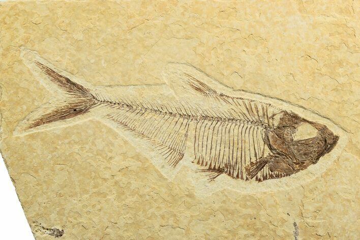Fossil Fish (Diplomystus) - Wyoming #240429